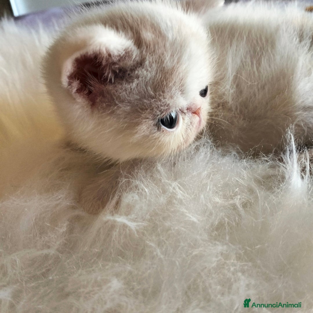 Exotic Shorthair gatti in vendita: Exotic Shorthair allevamento Exodora Sikelia  a Città metropolitana di Catania - Immagine 12