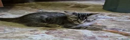 Europeo gatti in regalo: Gattini in cerca di casa a Città metropolitana di Milano - Annuncio 5