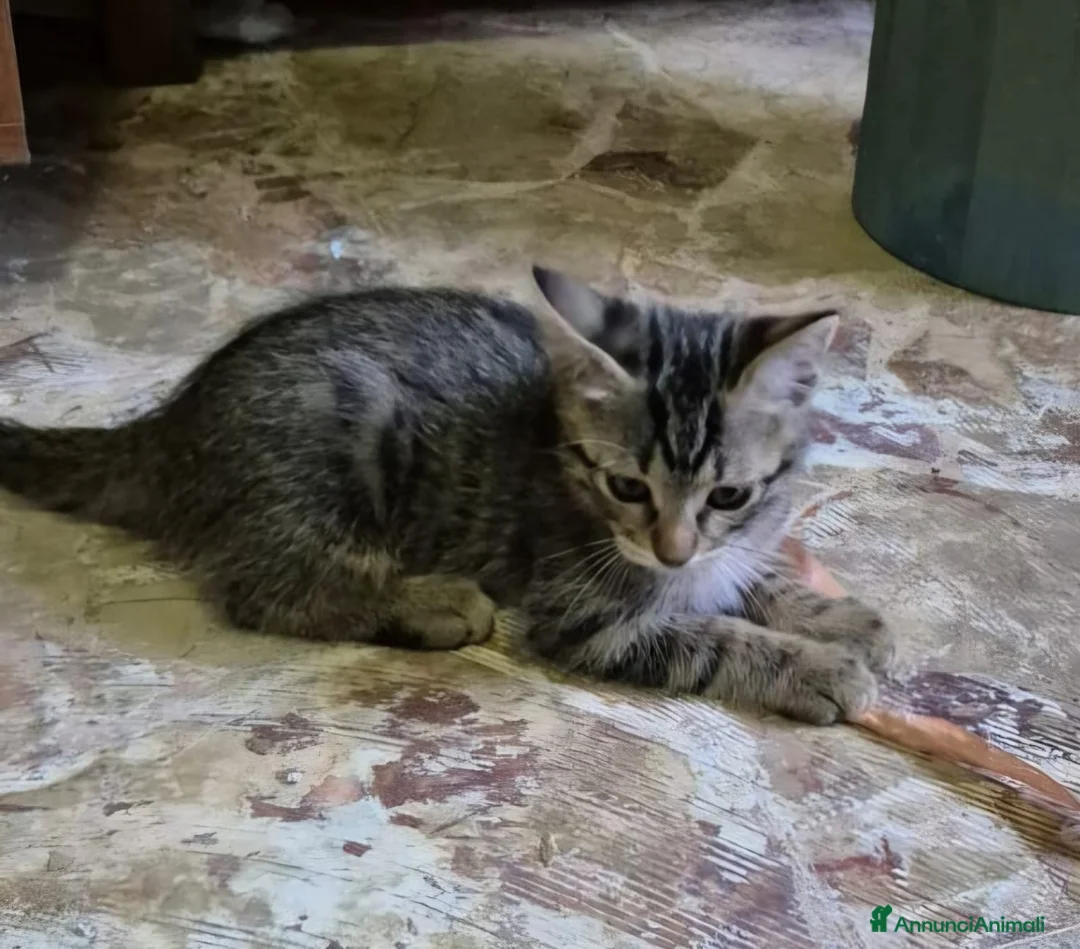 Europeo gatti in regalo: Gattini in cerca di casa a Città metropolitana di Milano - Annuncio 5