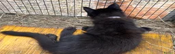 Maine Coon gatti in vendita: Cucciolo black smoke di maine coon (Tequila) - Annuncio 30