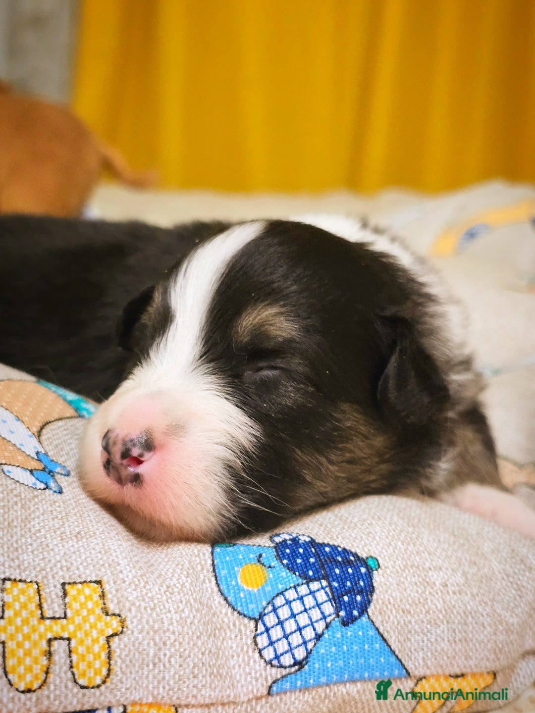 Australian Shepherd cani in vendita: Cucciole di pastore australiano con pedigree ENCI - Annuncio 17