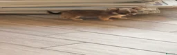 Chihuahua cani in vendita: Cucciolo di chihuahua - Annuncio 8
