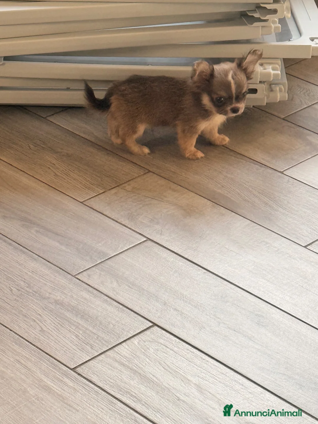 Chihuahua cani in vendita: Cucciolo di chihuahua - Annuncio 8