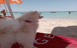 Spitz cani per accoppiamento: Cercasi Femmina Roma a Città metropolitana di Roma Capitale - Immagine 11