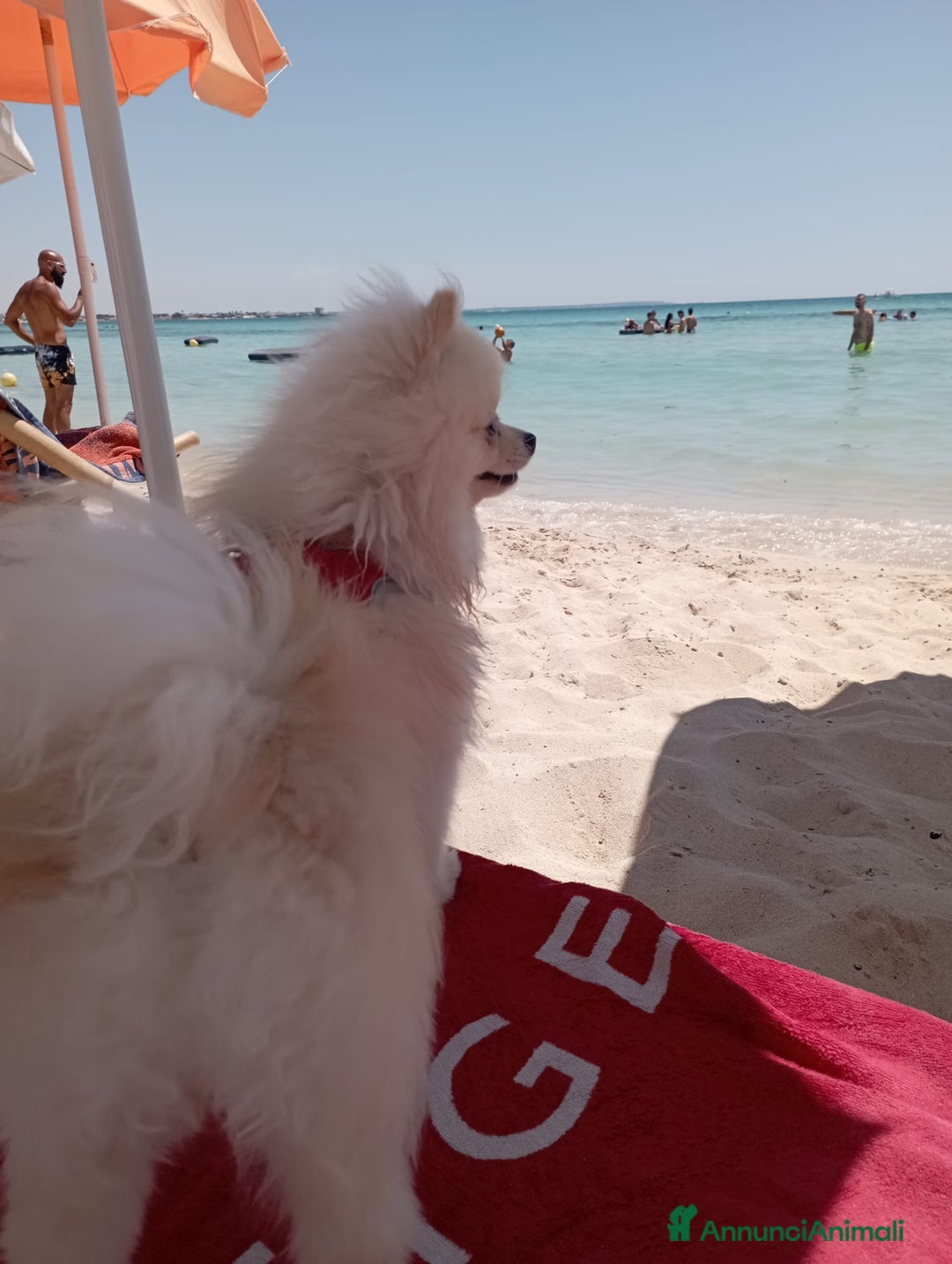 Spitz cani per accoppiamento: Cercasi Femmina Roma a Città metropolitana di Roma Capitale - Immagine 11
