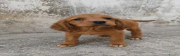 Segugio cani in regalo: Eros e Flipper  - Annuncio 2