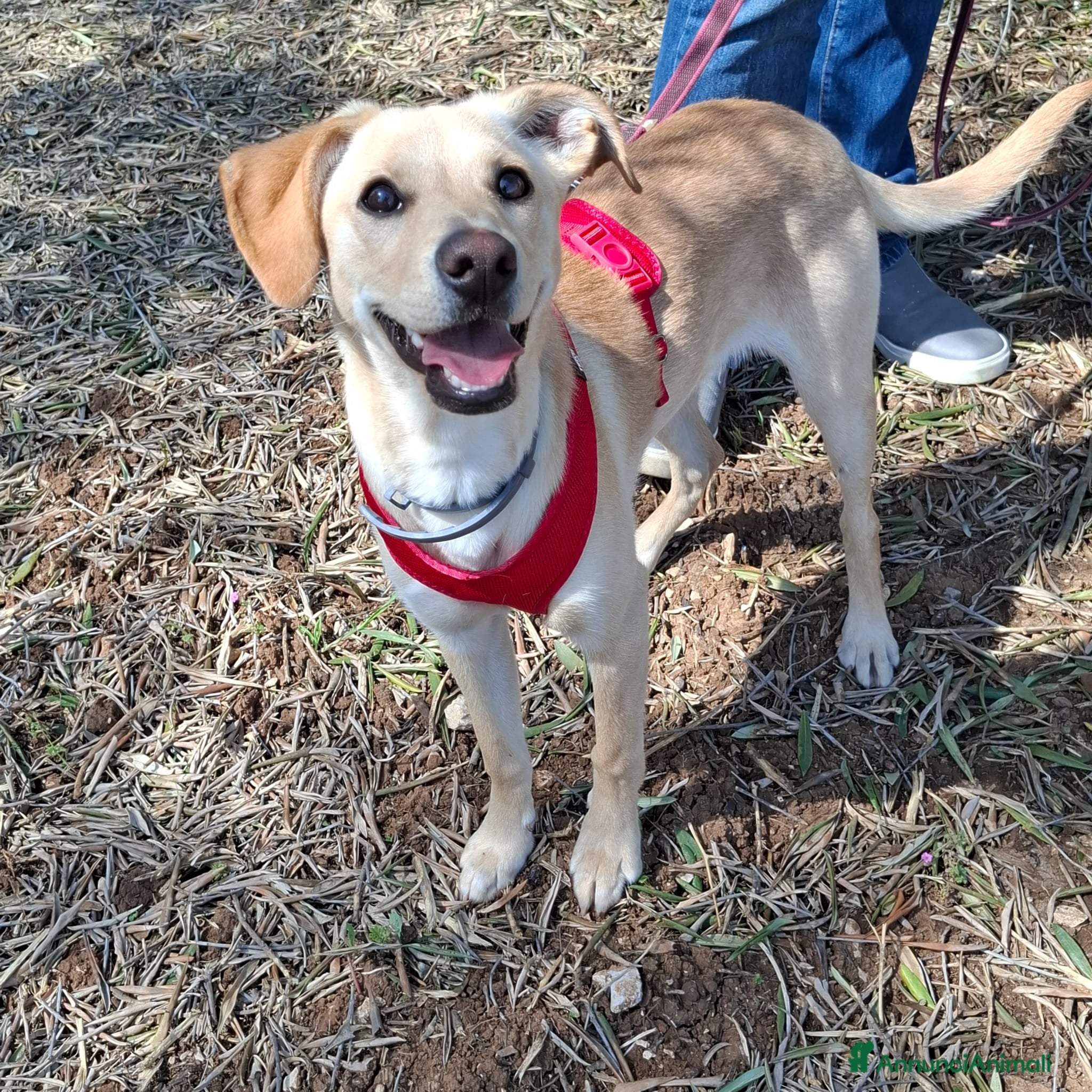 Meticcio cani Luli la pazzerella  - Annuncio 2