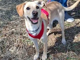 Meticcio cani Luli la pazzerella - Annuncio 2