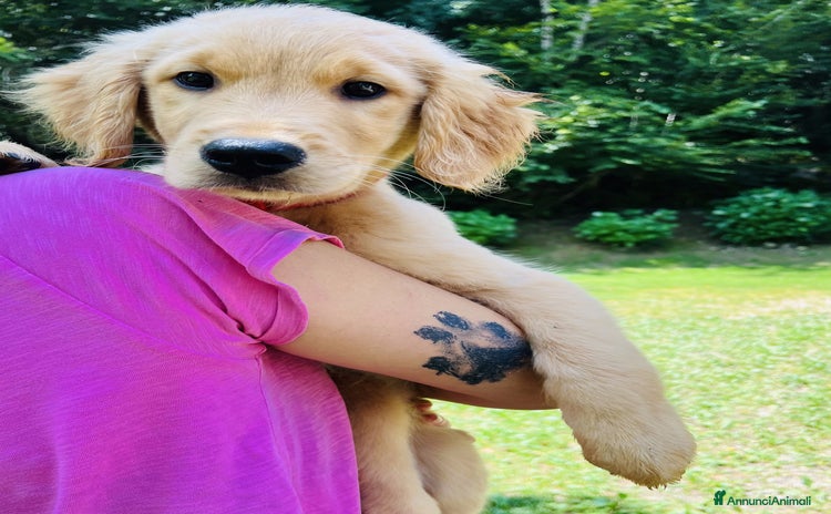Golden Retriever cani a Provincia di Lecco - Annuncio 15