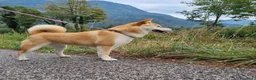 Shiba Inu cani in vendita: Cuccioli di shiba inu - 3 femminucce - - Annuncio 25