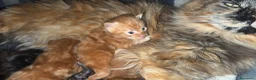 Maine Coon gatti in vendita: Maine coon splendidi - Annuncio 6