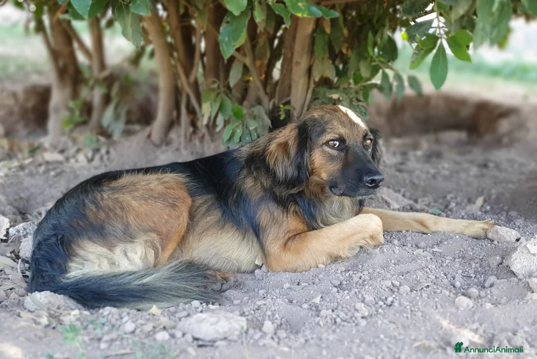 Meticcio cani in regalo: CESARE un futuro da riscrivere con il cuore a Pomezia - Annuncio 7