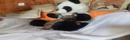 Bulldog Francese cani in vendita: Cucciolo bulldog francesi Pedigree ENCI a Provincia di Vercelli - Annuncio 1