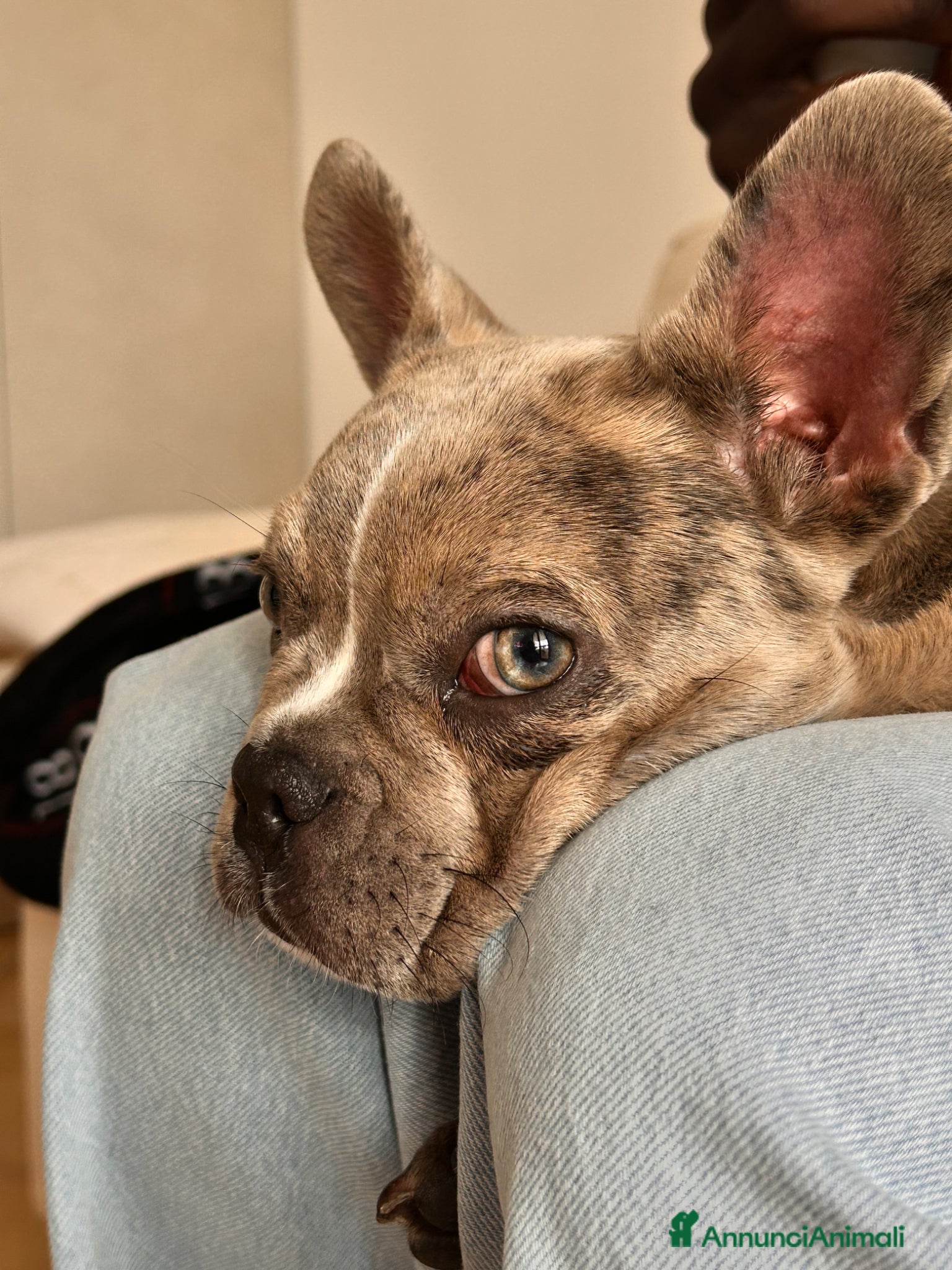 Bulldog Francese cani Bulldog francese femmina - Annuncio 1