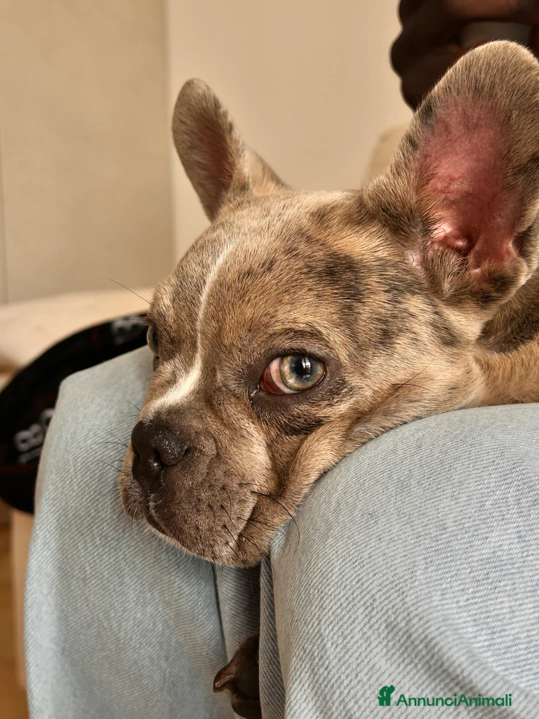 Bulldog Francese cani in vendita: Bulldog francese femmina a Provincia di Verona - Annuncio 1