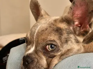 Bulldog Francese cani Bulldog francese femmina - Annuncio 1