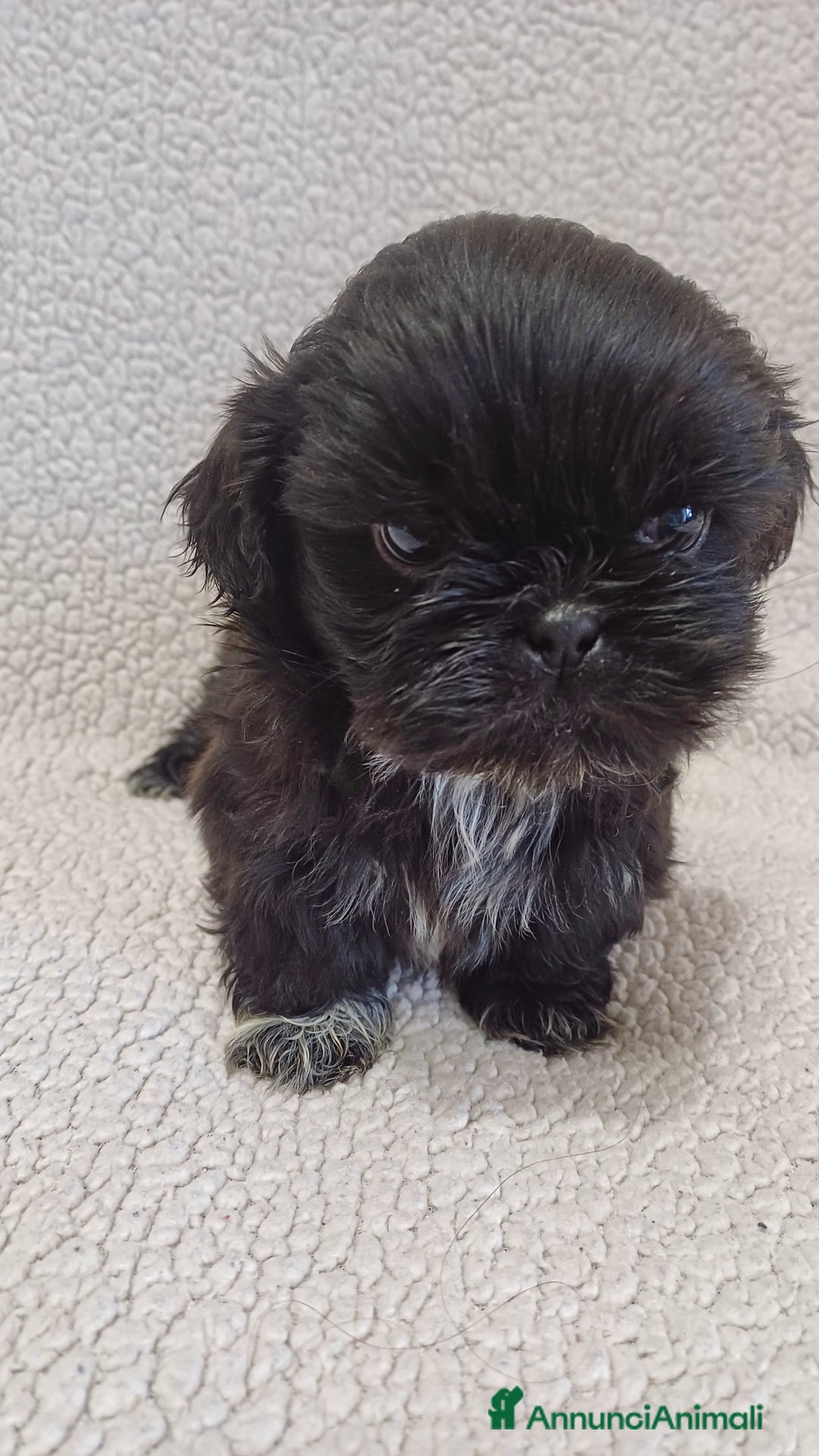 Shih Tzu cani in vendita: Cucciolo shih-tzu shitzu shihtzu  - Annuncio 2