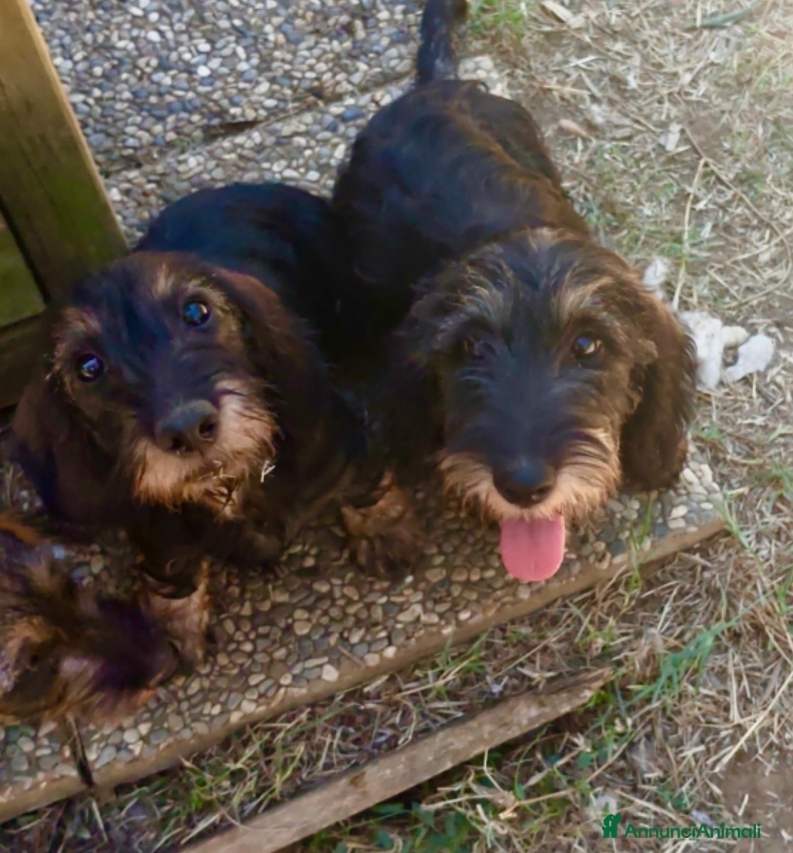 Bassotto cani Ultime due cucciole di bassotto a pelo duro - Annuncio 18