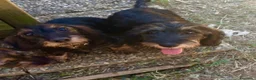 Bassotto cani in vendita: Ultime due cucciole di bassotto a pelo duro - Annuncio 1