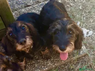 Bassotto cani Ultime due cucciole di bassotto a pelo duro - Annuncio 5