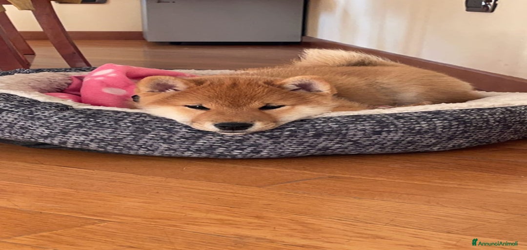 Immagine della galleria {{count}}