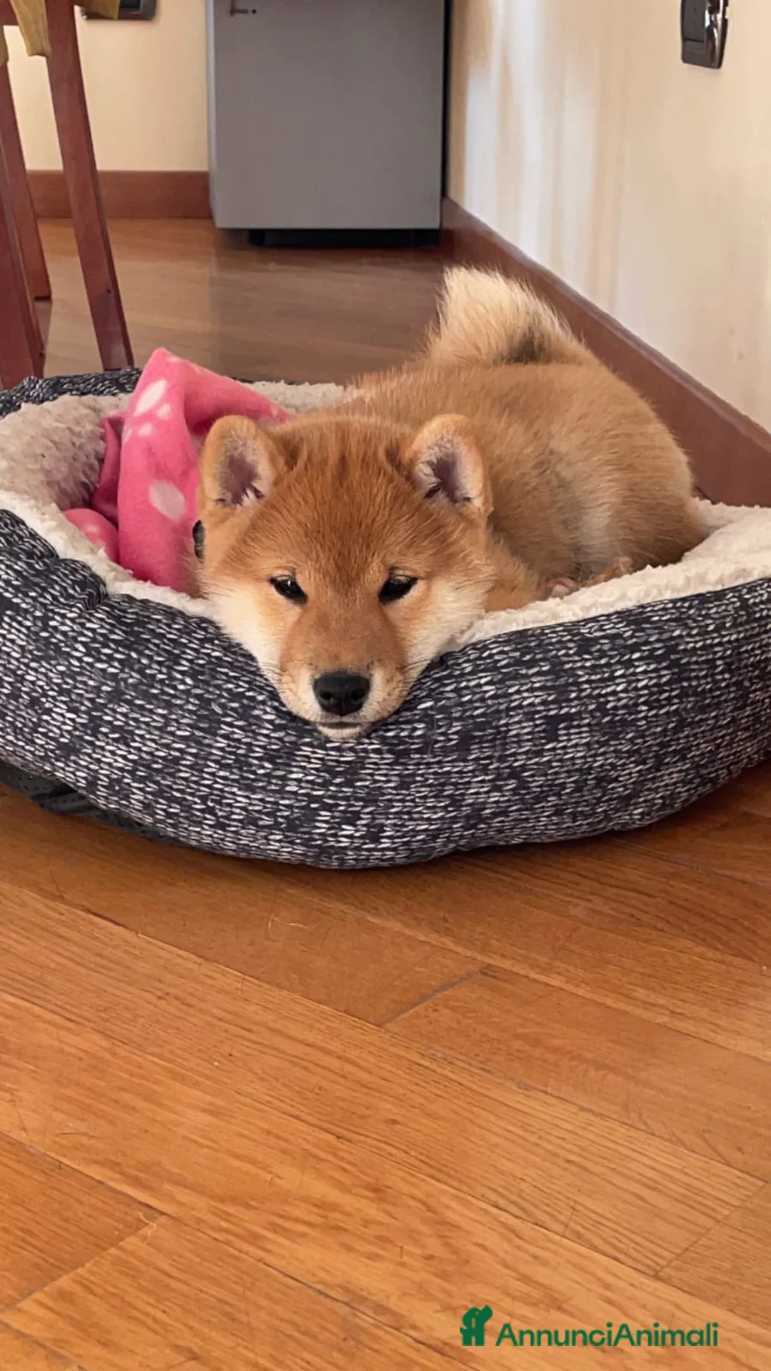 Immagine della galleria {{count}}