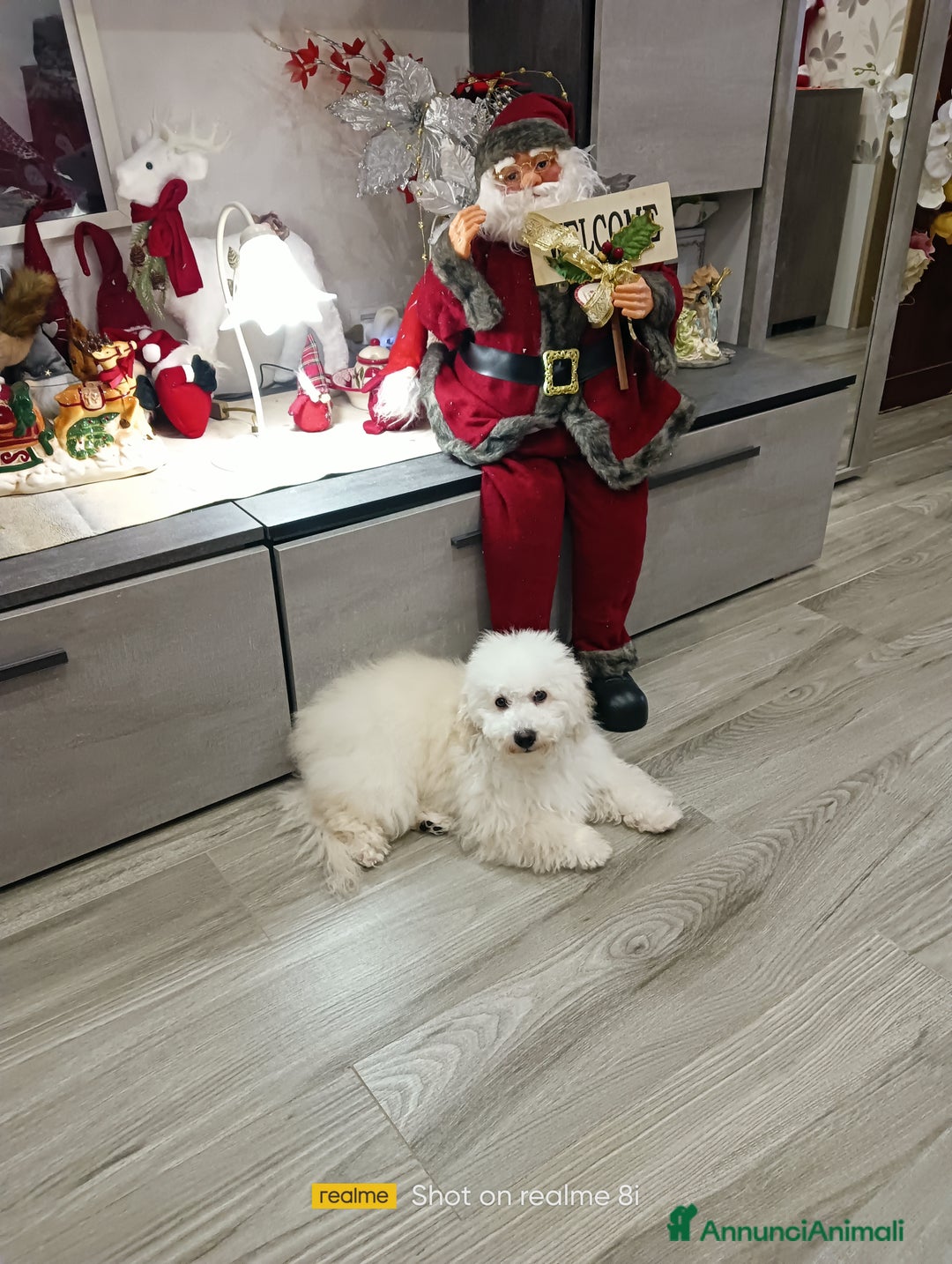 Meticcio cani in vendita: Maltipoo maschio  - Annuncio 4