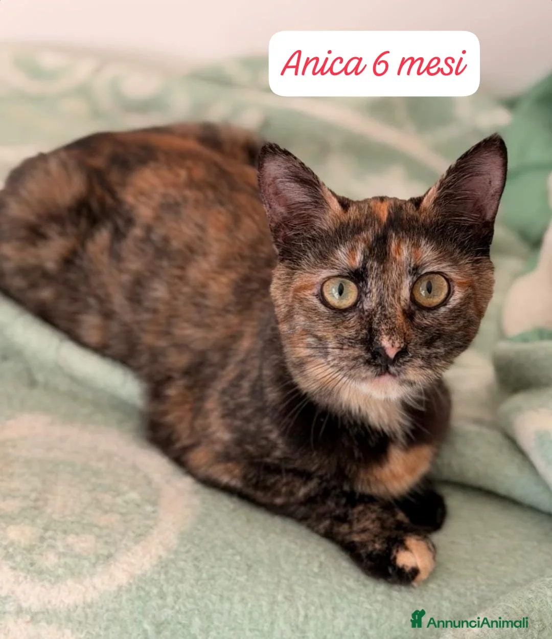 Altre razze gatti in regalo: Famiglie cercasi urgentemente x questi gattini  - Annuncio 8