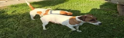 Jack Russell cani in vendita: Cucciolo Maschio Jack Russell terrier pelo liscio a Provincia di Pavia - Annuncio 3
