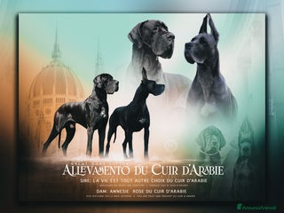 Alano cani Alani cuccioli neri e blu - Annuncio 2