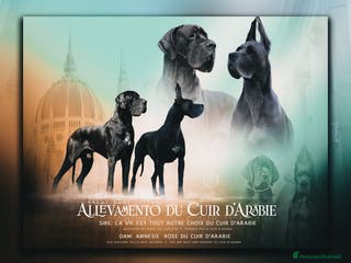 Alano cani Alani cuccioli neri e blu - Annuncio 4