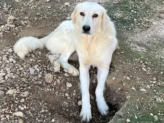 Meticcio cani LUCKY MIX GOLDERINO BELLISSIMO - Annuncio 5