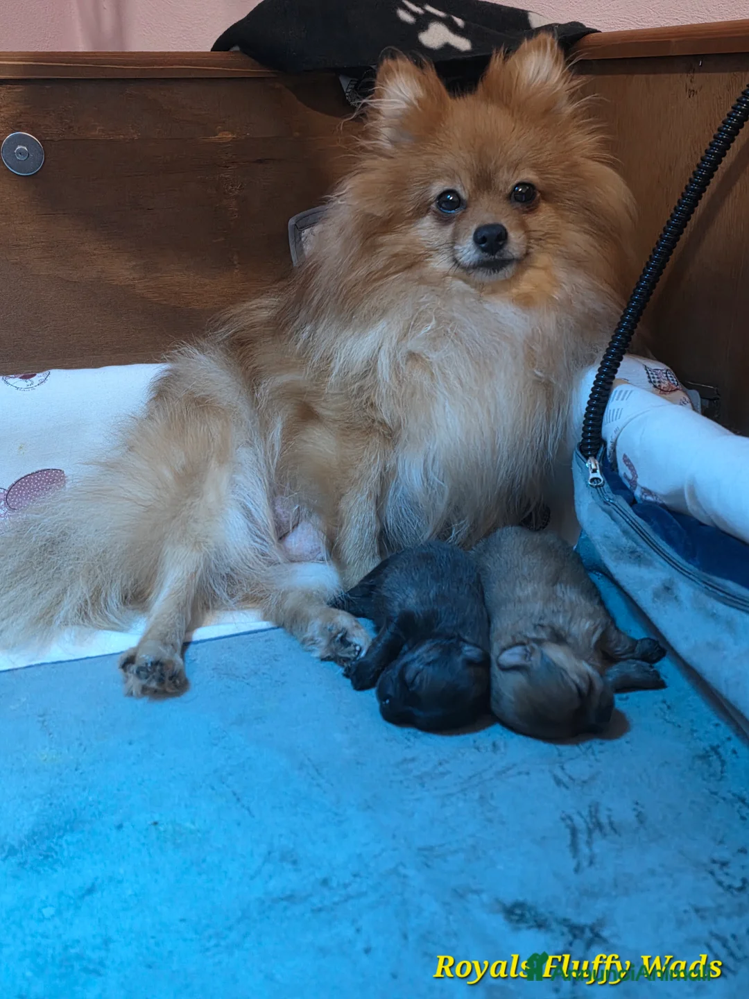 Spitz cani in vendita: Cucciolo spitz tedesco piccolo  - Annuncio 3