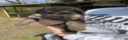 Pastore Tedesco cani in vendita: cuccioli di pastore tedesco di alta genealogia  a Provincia di Perugia - Annuncio 5