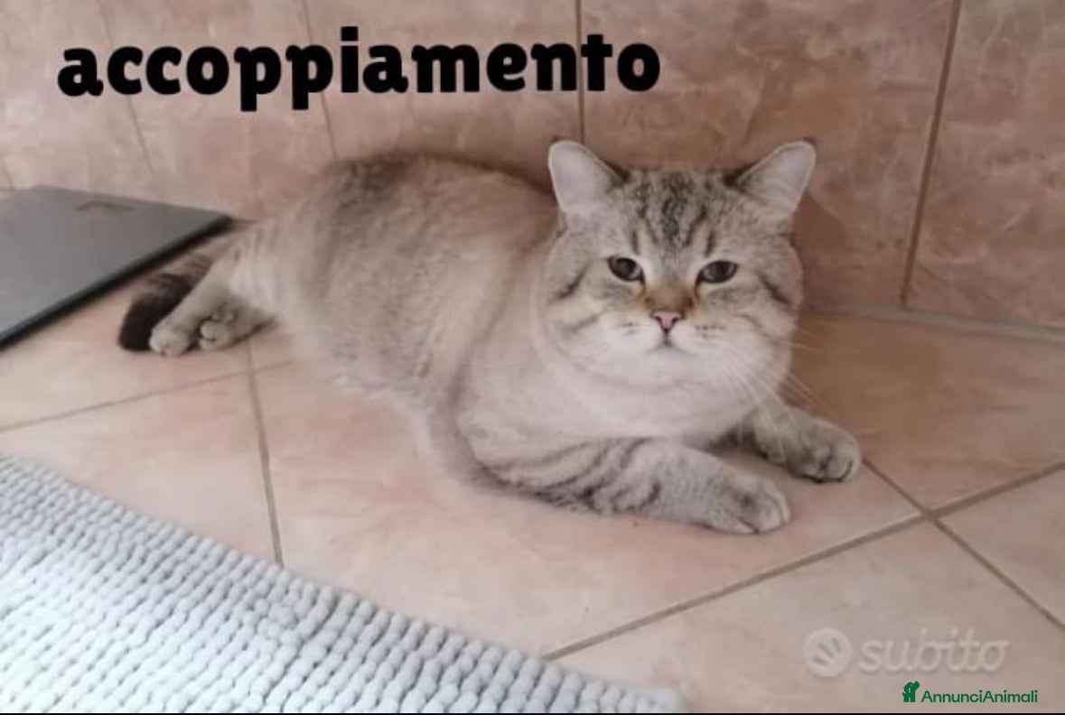 British gatti Scottish fold sthrait  - Annuncio 6