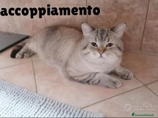 British gatti Scottish fold sthrait - Annuncio 6