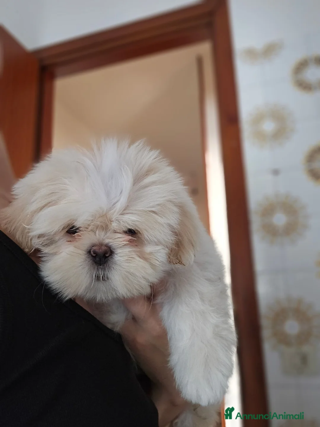 Shih Tzu cani in vendita: Shih Tzu - Annuncio 1