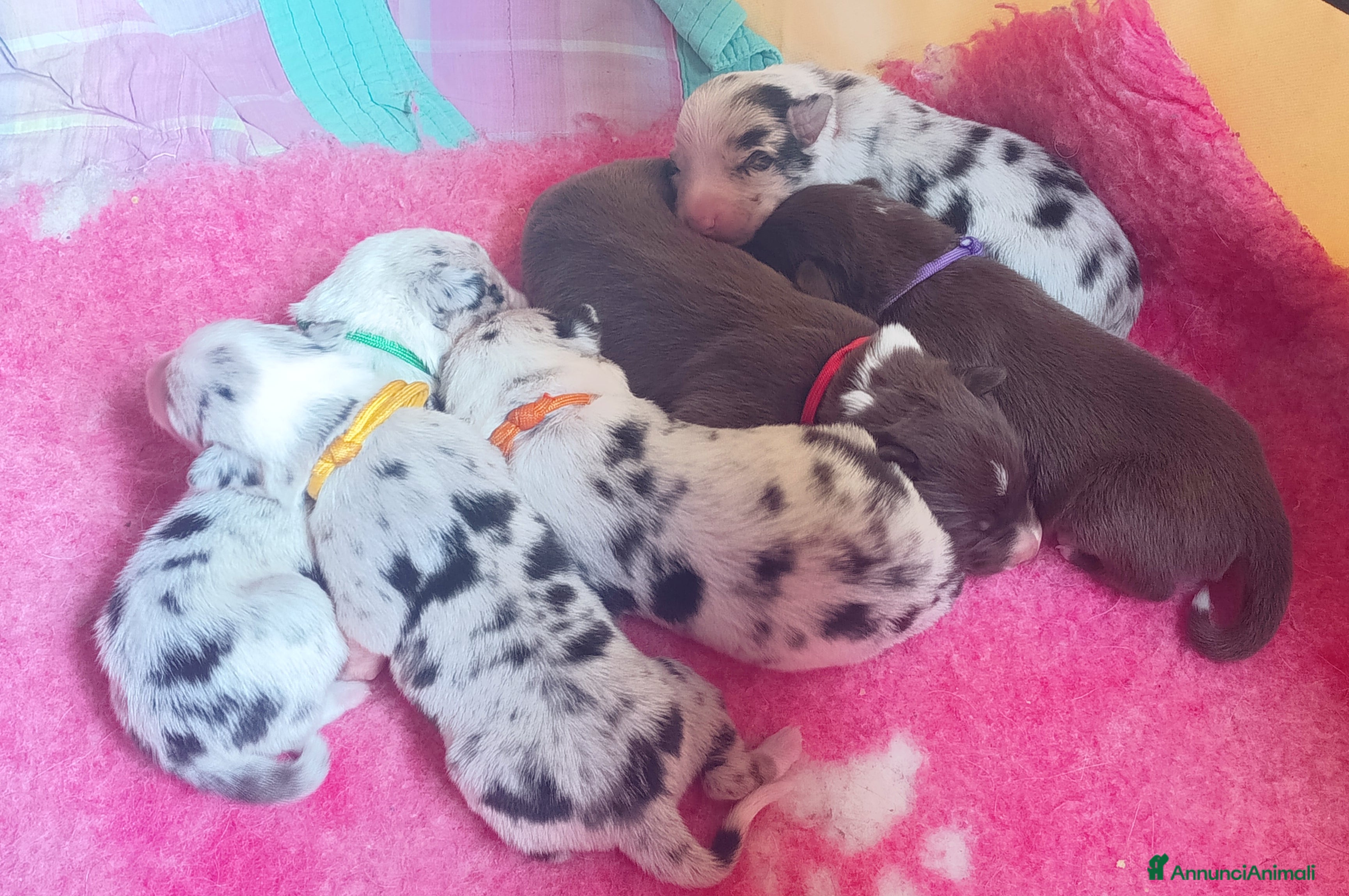 Border Collie cani Cuccioli Border Collie  - Annuncio 1