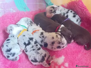 Border Collie cani Cuccioli Border Collie - Annuncio 1