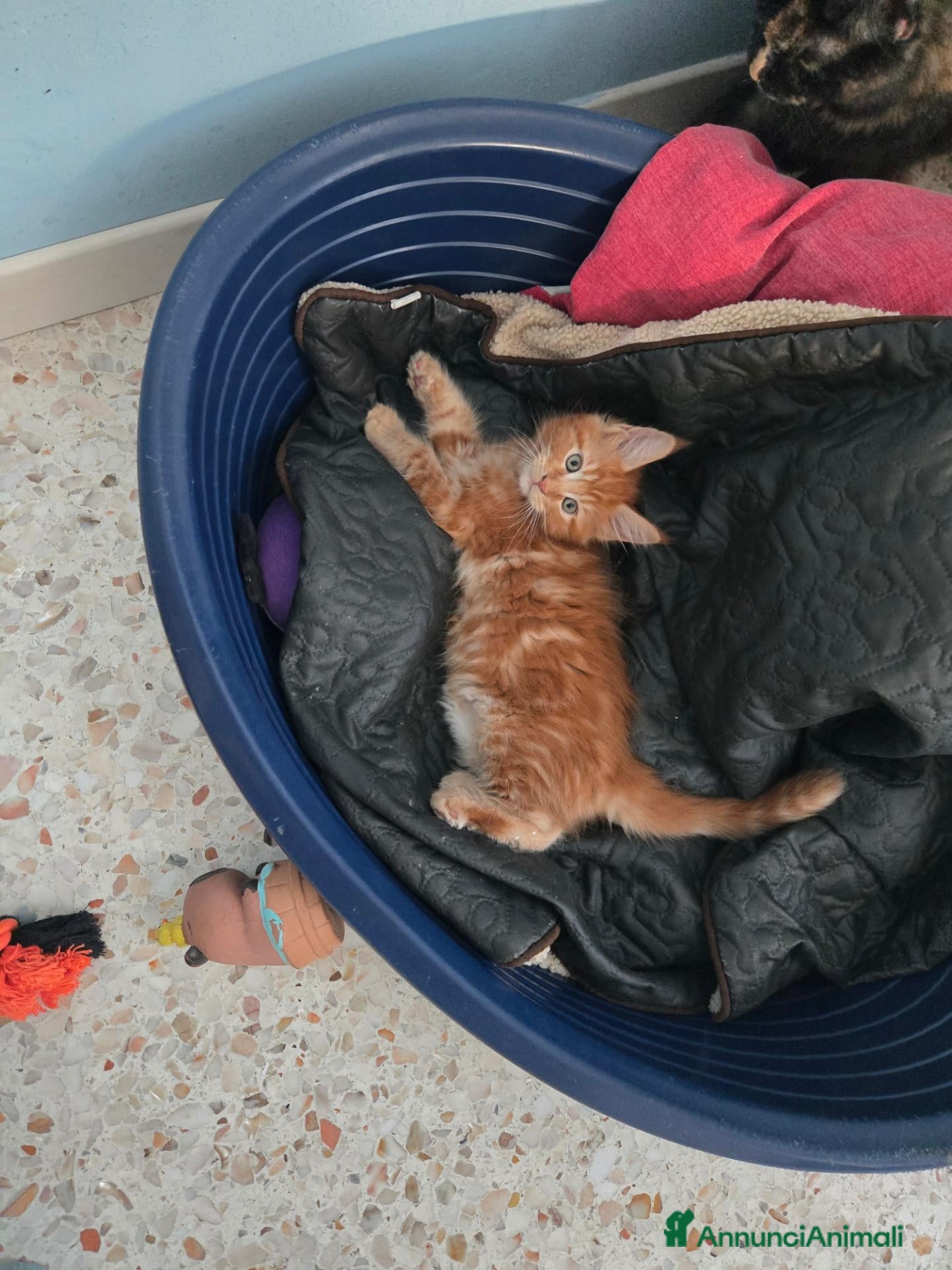 Maine Coon gatti Maine Coon Enfi  - Annuncio 2