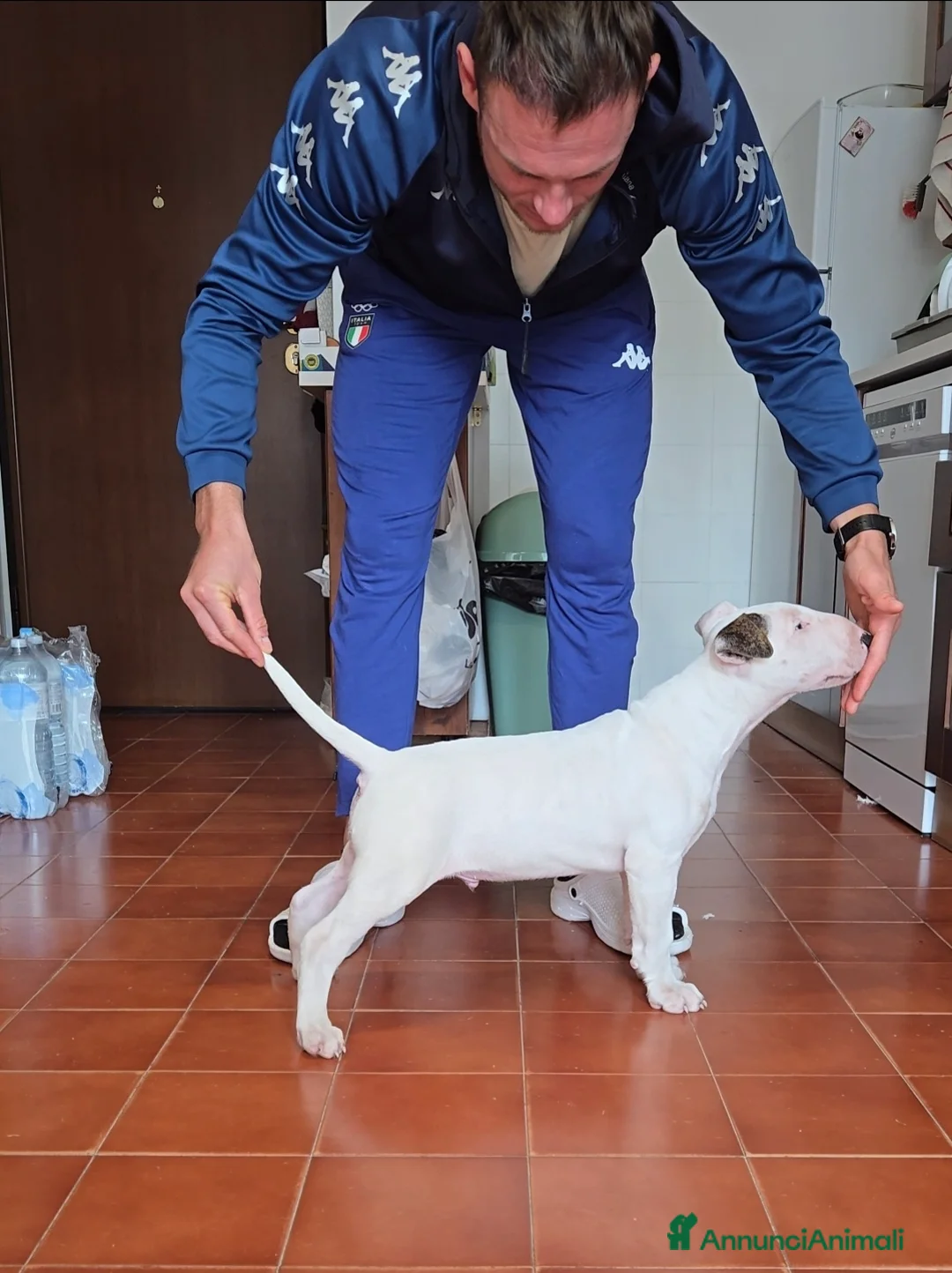 Bull Terrier cani in vendita: Bull terrier - Annuncio 1