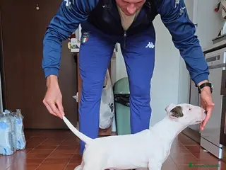 Bull Terrier cani Bull terrier - Annuncio 7