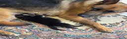 Pastore Tedesco cani in vendita: Cucciola di Pastore Tedesco  - Annuncio 3
