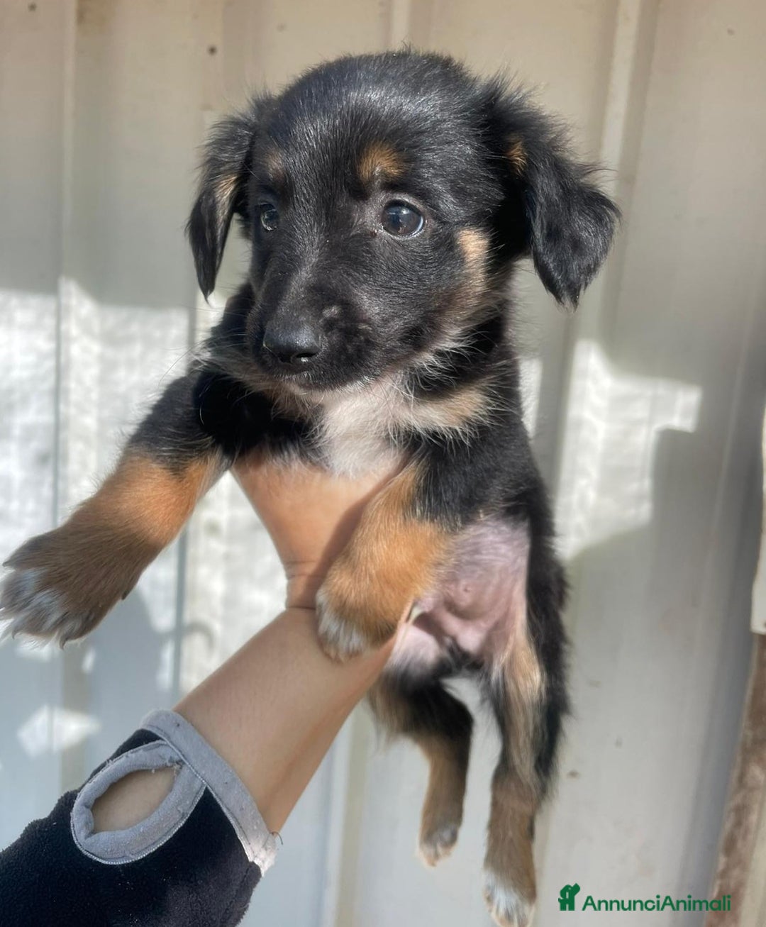 Meticcio cani in regalo: LE DOLCI PIETRE PREZIOSE - Annuncio 14