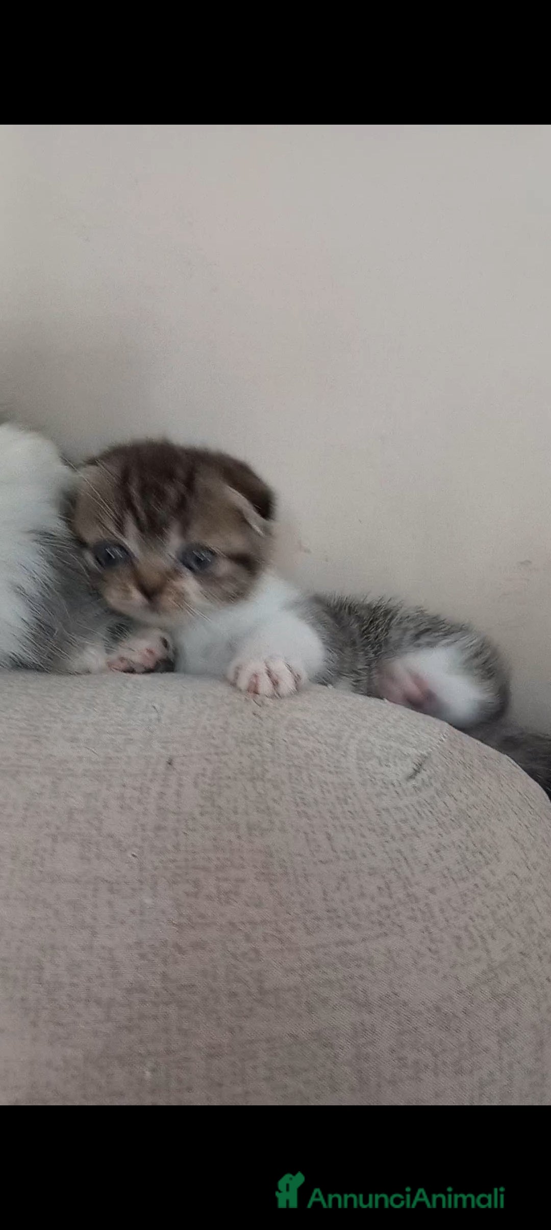 Scottish gatti Schottich Fold femminuccia  - Annuncio 2