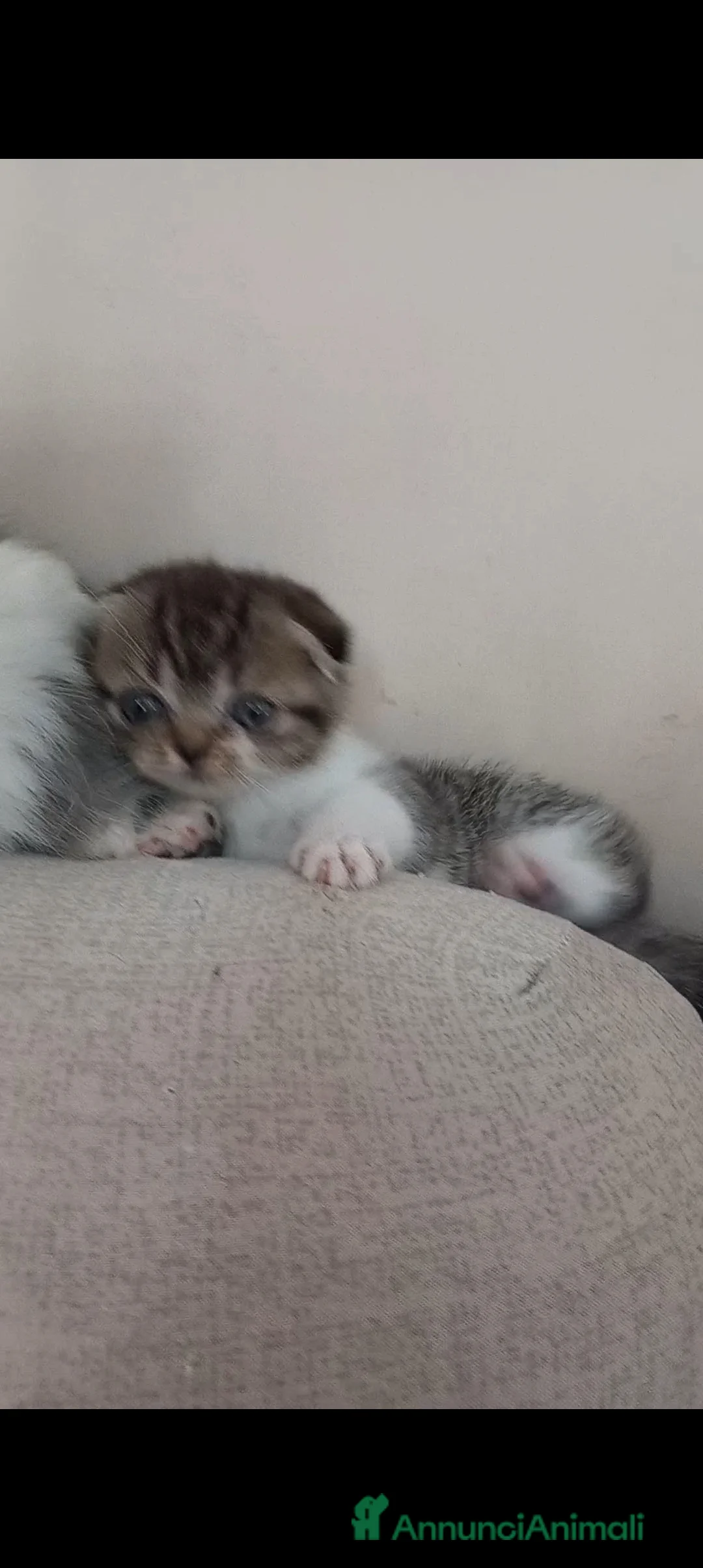 Scottish gatti in vendita: Schottich Fold femminuccia  - Annuncio 2