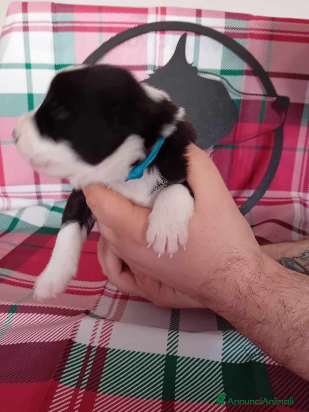 Border Collie cani in vendita: cuccioli border collie  - Annuncio 22