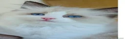 Ragdoll gatti in vendita: Cucciola ragdoll pedigree Afef  - Annuncio 1