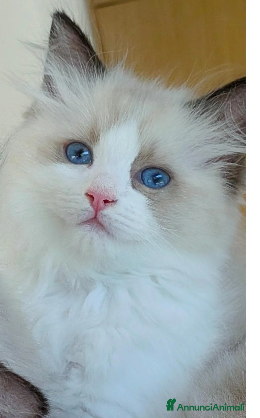 Ragdoll gatti in vendita: Cucciola ragdoll pedigree Afef  - Annuncio 1