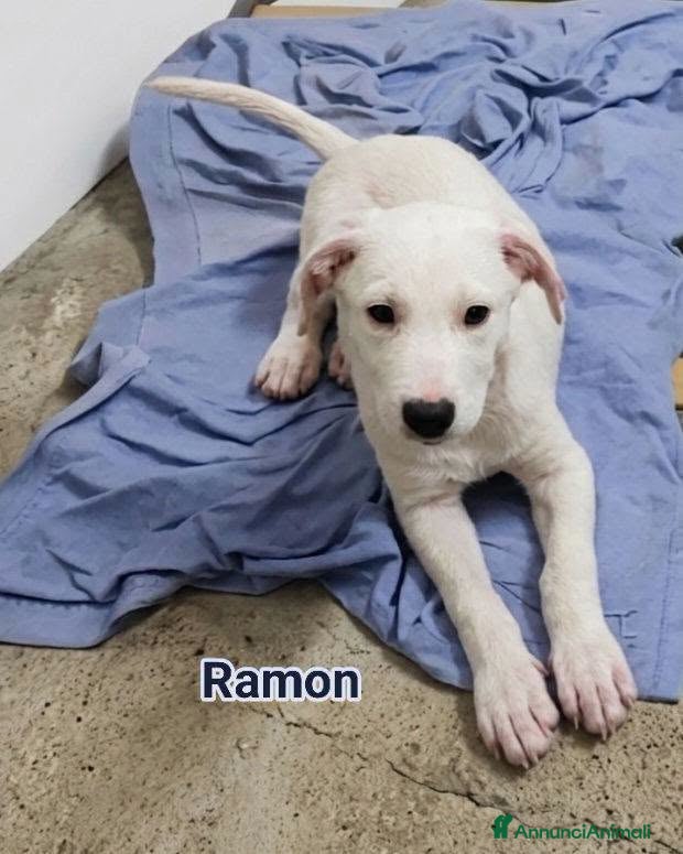 Meticcio cani Ramon - Annuncio 7